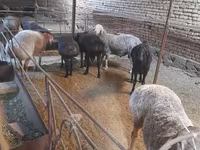 公羊, Sheep — 照片 5