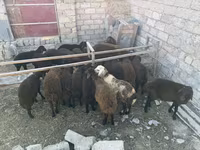 Qoç, Qoyunlar — foto 6