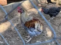 Marans — 5-rasm
