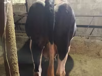 Kuh, Holstein-Rasse — Foto 4