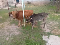 Krava, Swiss cattle — foto 4