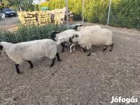 Owca, German Blackheaded Mutton sheep — zdjęcie 3