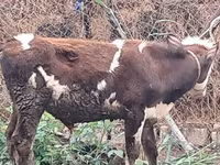Buğa, Qırmızı-ləkəli cins — foto 6