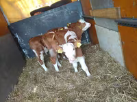 सांड, Simmental cattle — फ़ोटो 1