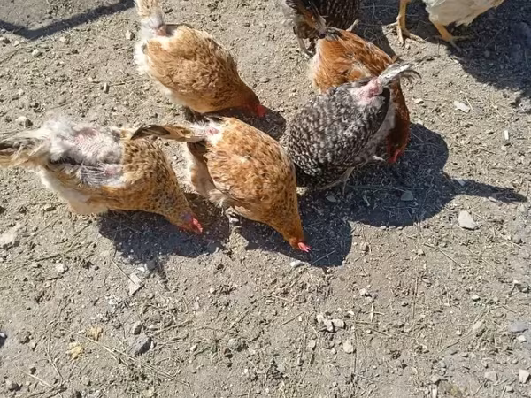 Chickens — أرمينيا