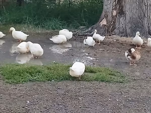 Ducks — Azerbaijan