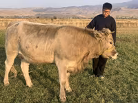 Krowa, Swiss cattle — zdjęcie 5