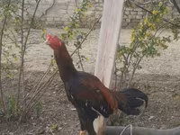 Chickens — photo 3