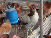 Chickens — photo 3