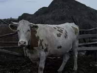 Krava, Simmental cattle — foto 2