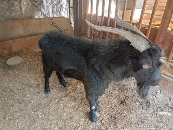 Kozioł, Nubian Goat