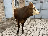بقرة, Simmental cattle — الصورة 7