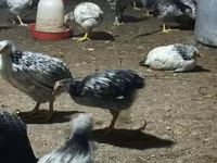 Chickens — الصورة 3