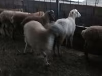 Ovejas (lote, sexo no especificado), Ovejas — foto 5