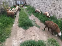 Oveja, Ovejas — foto 5