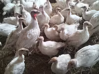 Turkeys — Foto 1