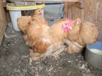Chickens — 3-rasm