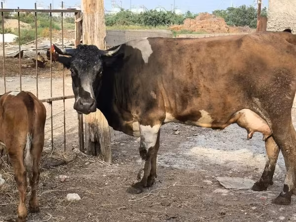 Cow, Cattle