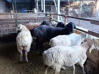 نعجة, Rhon sheep — الصورة 6