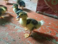 Ducks — photo 5
