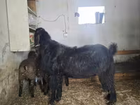 Keçi, Damask goat — foto 2