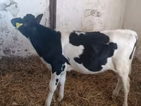 Cow, Russian Black pied cattle — photo 4