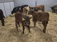 母牛, Simmental cattle — 照片 1