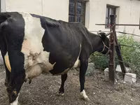 Kuh, Russian Black pied cattle — Foto 3