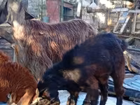 Billy Goat, Goats — photo 4