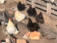 Pekin Bantam — foto 1