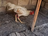 Chickens — photo 6