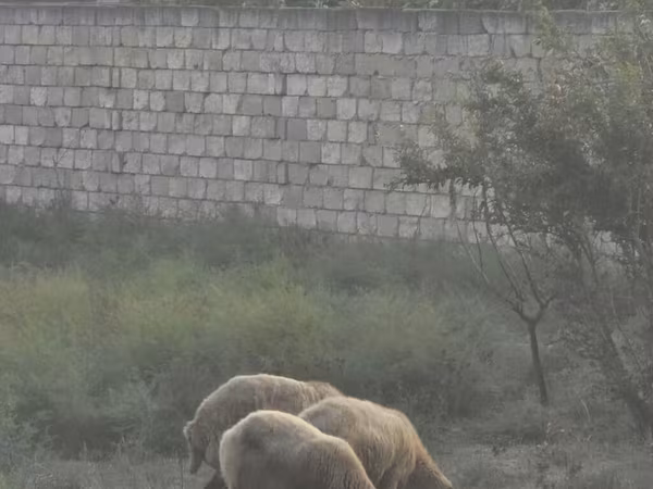 Sheep (batch, sex not specified), Sheep — Azerbaijan