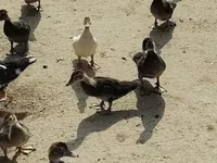 Turkeys — 照片 2