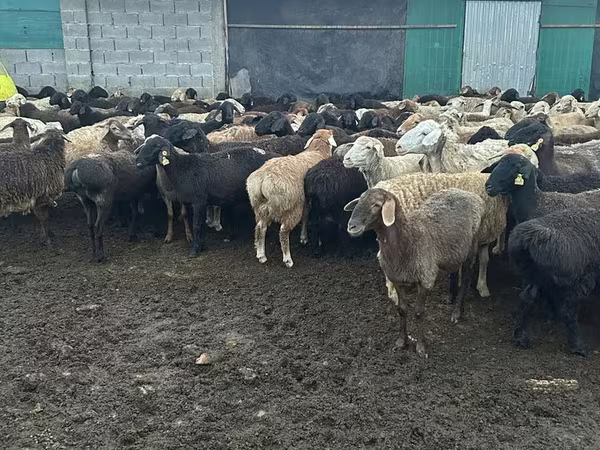 Ram, Sheep