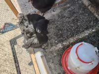 Ayam Cemani — photo 3