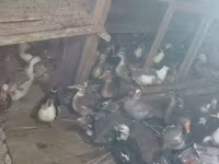 Domestic Muscovy — photo 3