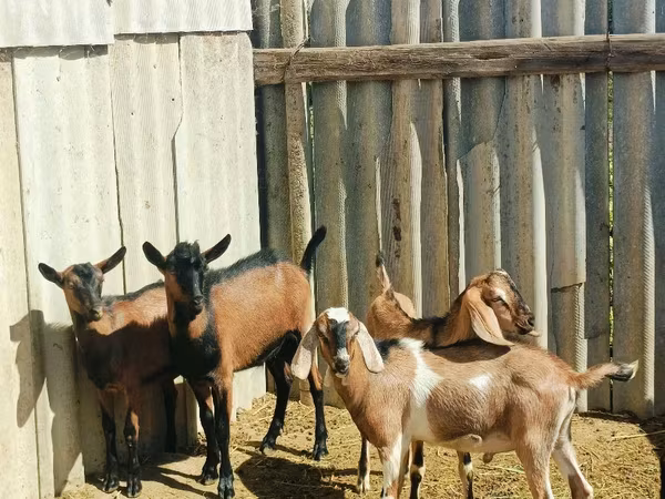 Cabro, Nubian Goat