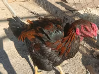 Chickens — الصورة 6