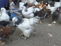 Brahma — foto 2