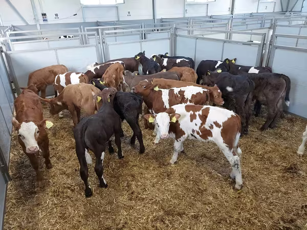 Vaca, Russian Black pied cattle