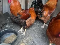 Chickens — Foto 3