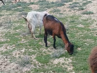 Billy Goat, Goats — photo 4