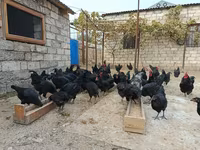 Australorp — photo 6