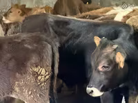 Bulle, Aberdeen-Angus — Foto 4