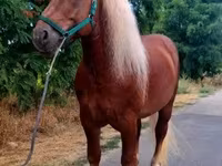 Kůň, Noriker — foto 3