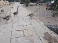 Geese — foto 3