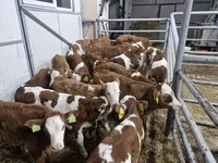 牛只（批次，未指定性别）, Simmental cattle — 照片 1
