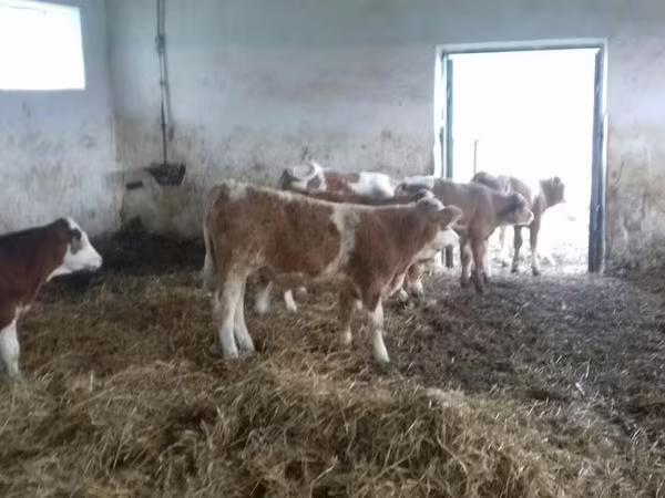 Toro, Simmental cattle