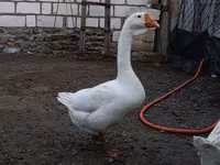 Geese — foto 3