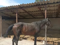 حصان, Karachay horse — الصورة 6